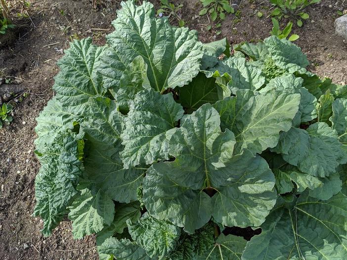 Rheum rhabarbarum image