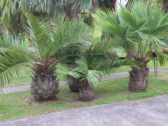 Brahea edulis image