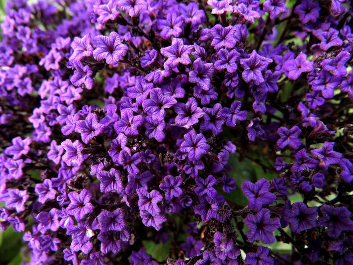 Heliotropium arborescens image
