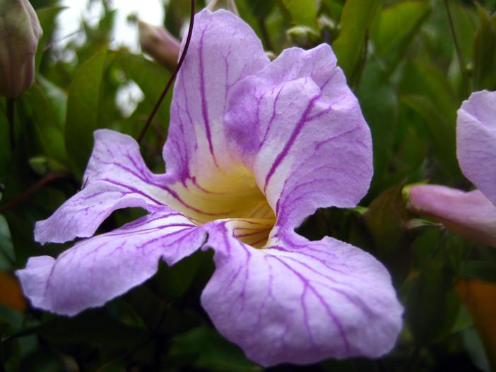 Bignonia callistegioides image