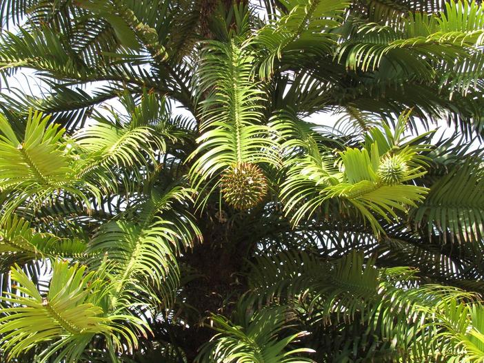 Wollemia nobilis image