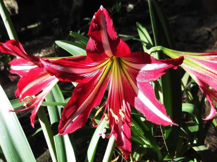 Hippeastrum psittacinum image