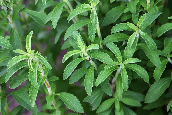 Stevia rebaudiana image
