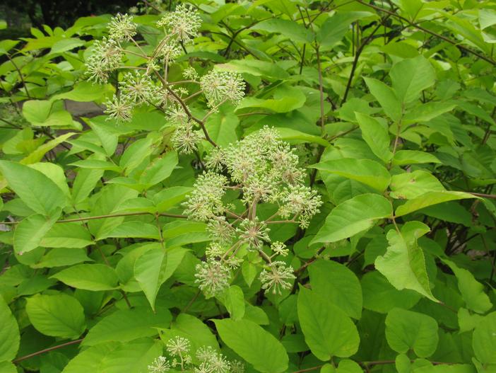Aralia cordata image