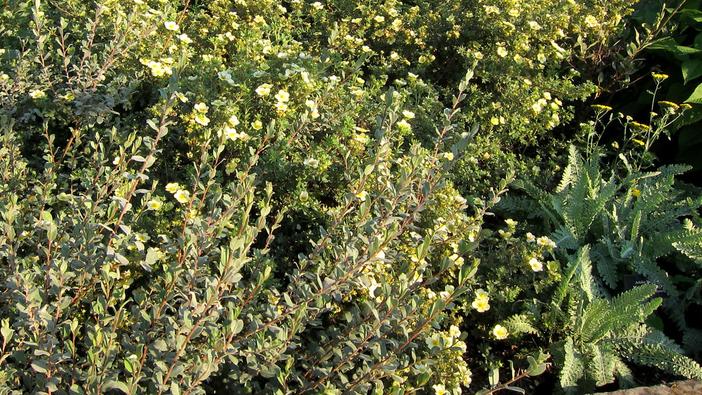 Salix repens subsp. argentea image