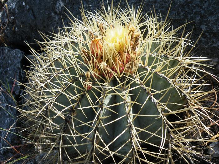 Ferocactus glaucescens image