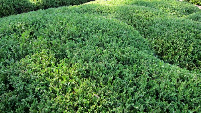 Buxus sinica image