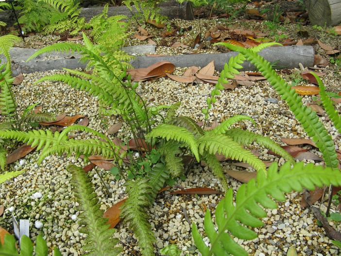 Deparia lobatocrenata image