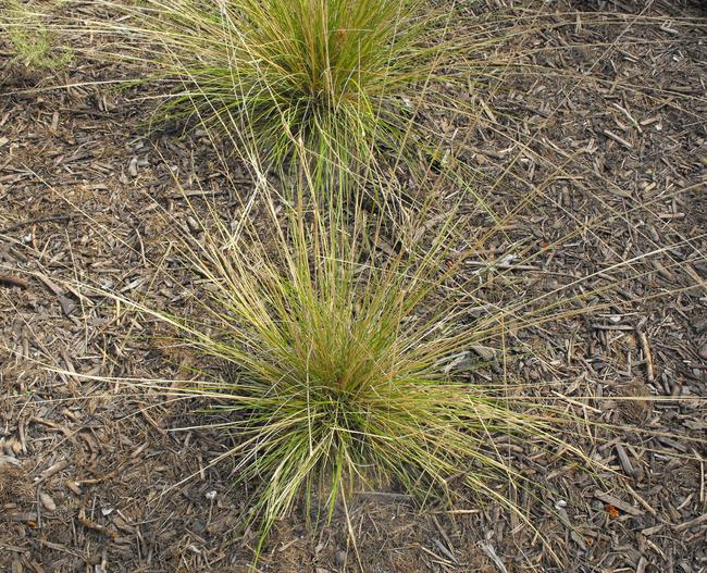 Muhlenbergia dubia image