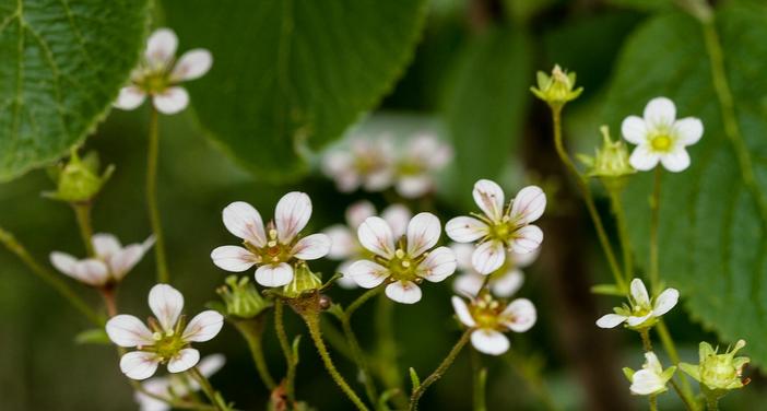 Saxifraga pentadactylis image