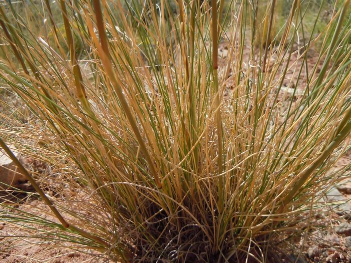 Stipa neomexicana image