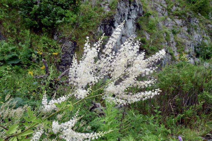 Actaea dahurica image