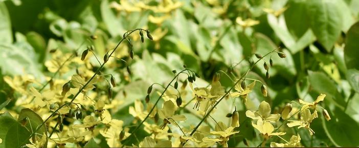 Epimedium perralderianum image