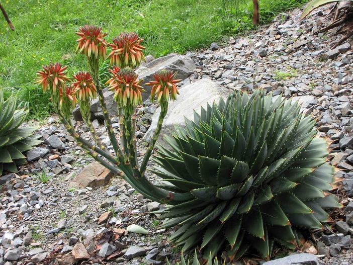 Aloe polyphylla image