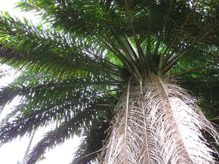 Elaeis guineensis image