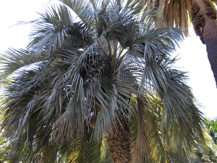 Butia capitata image