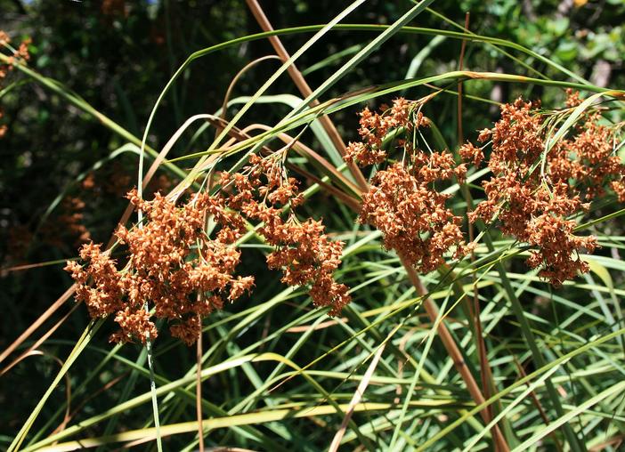 Cladium mariscus subsp. jamaicense image