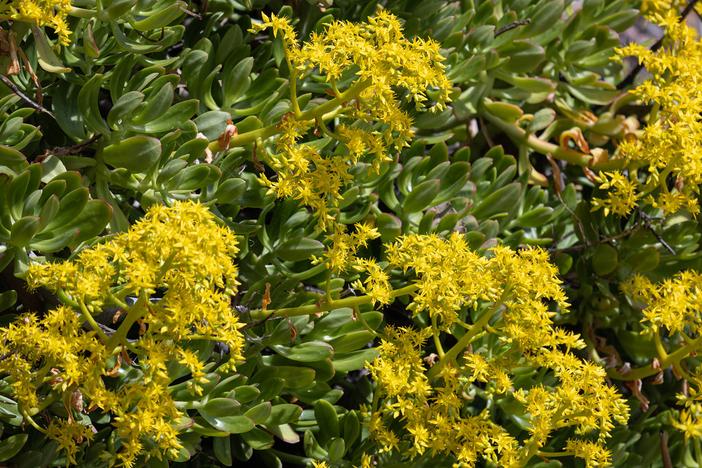 Sedum dendroideum image