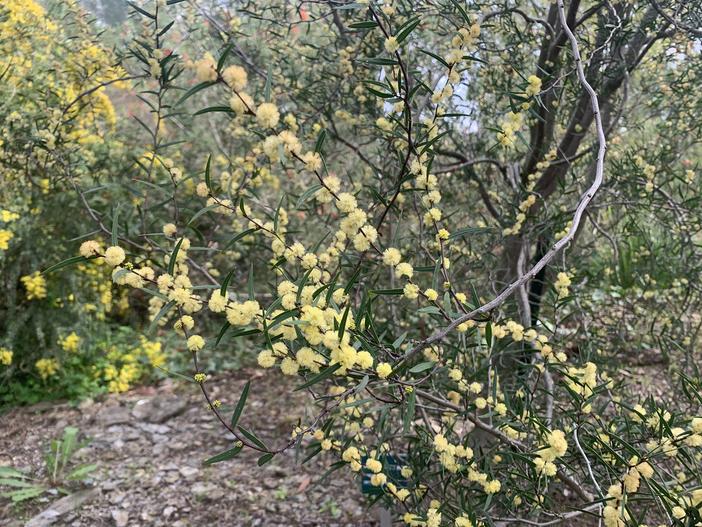 Acacia siculiformis image