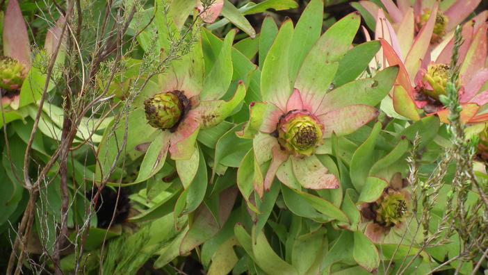 Leucadendron orientale image