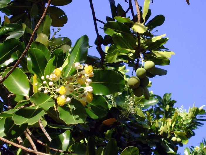 Danae racemosa image