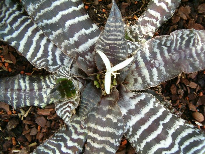 Cryptanthus zonatus image