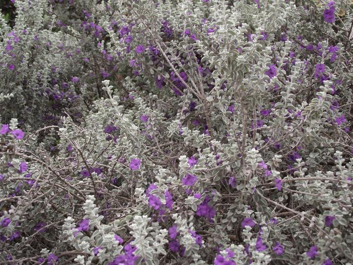 Leucophyllum zygophyllum image