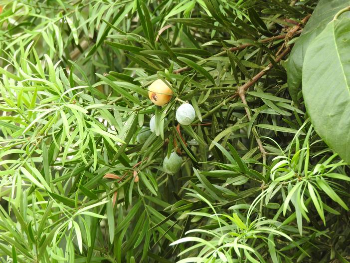 Nageia wallichiana image