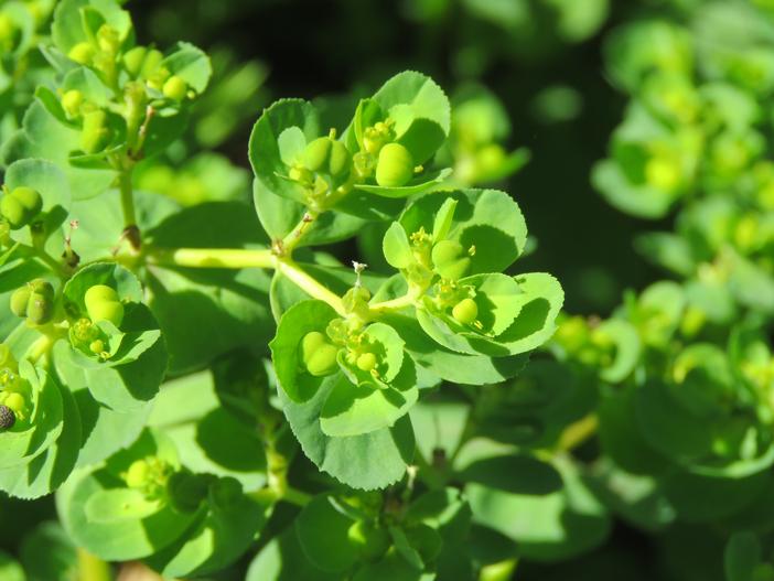 Euphorbia rothiana image