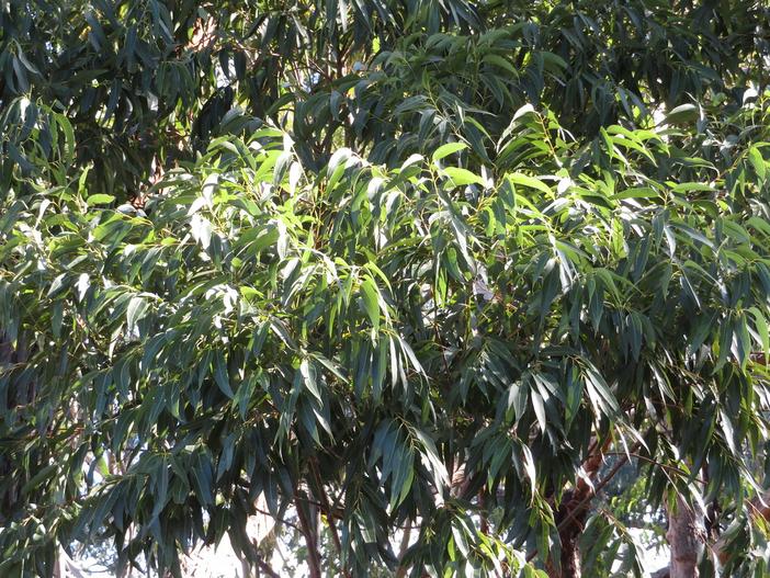 Eucalyptus rudis image