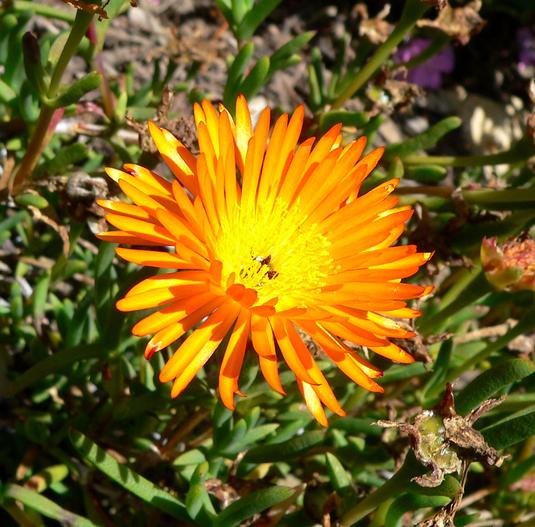 Lampranthus glaucoides image