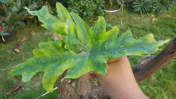Alocasia nycteris image