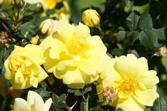 Rosa ×harisonii image
