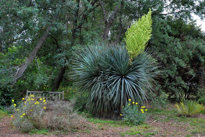 Nolina nelsonii image