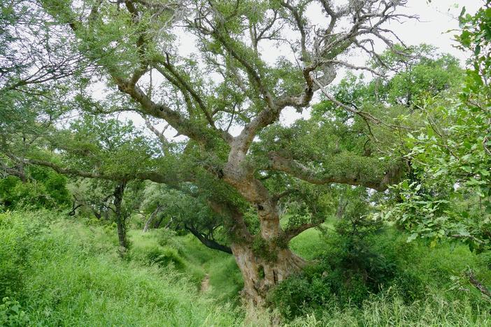 Ficus sycomorus image