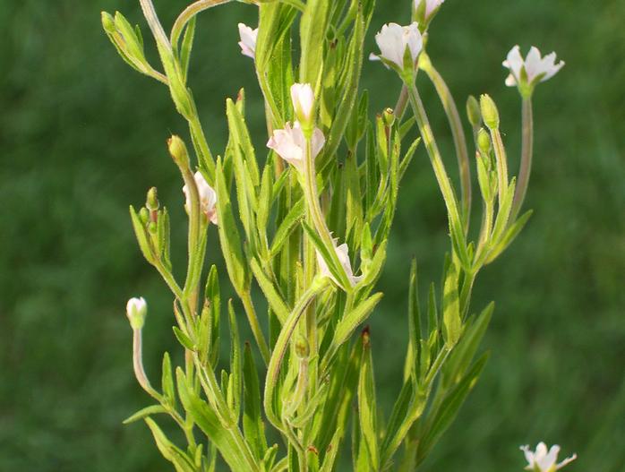 Epilobium strictum image