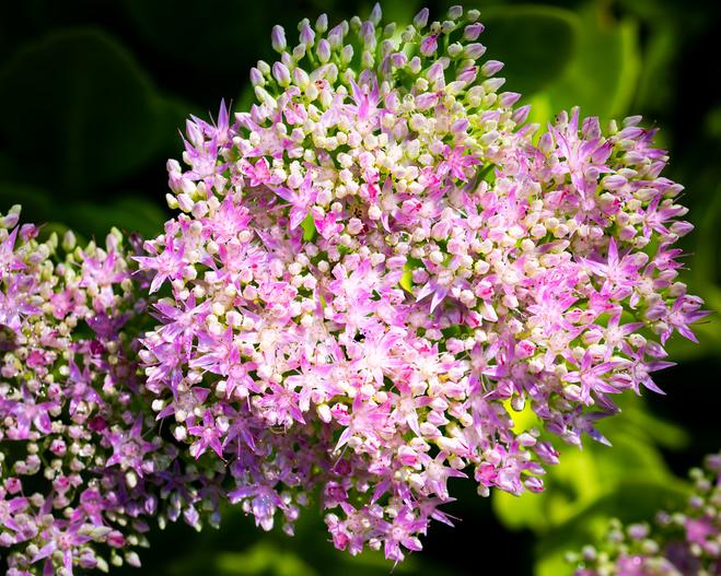 Hylotelephium spectabile image