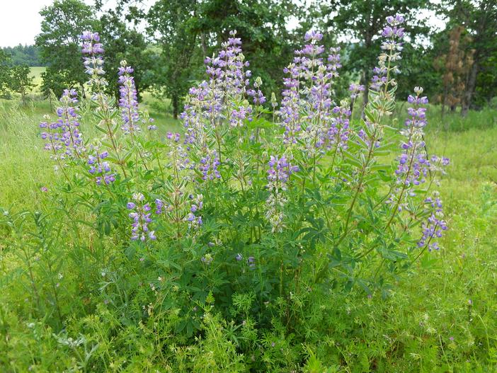 Lupinus albicaulis image
