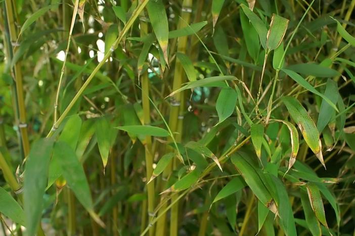 Phyllostachys dulcis image