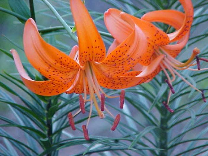Lilium davidii image