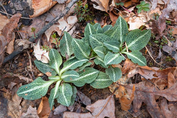 Goodyera pubescens image