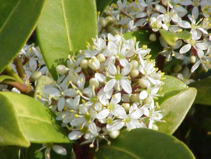 Skimmia reevesiana image