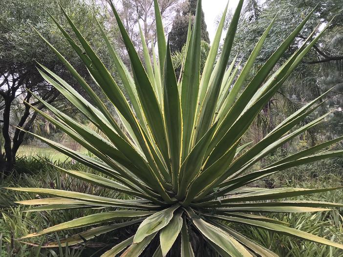 Furcraea selloa image