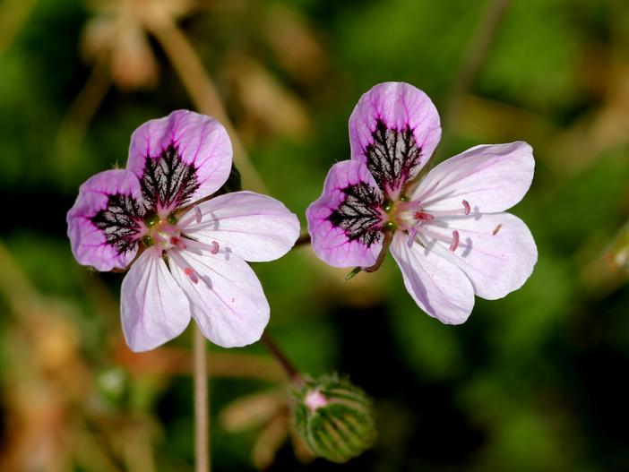 Erodium glandulosum image