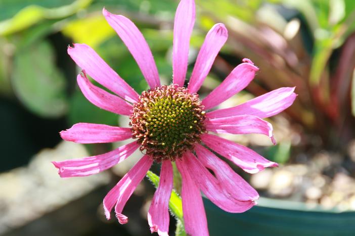 Echinacea tennesseensis image