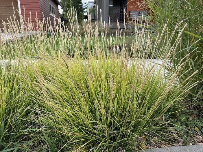 Sesleria autumnalis image