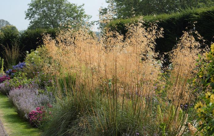Stipa gigantea image