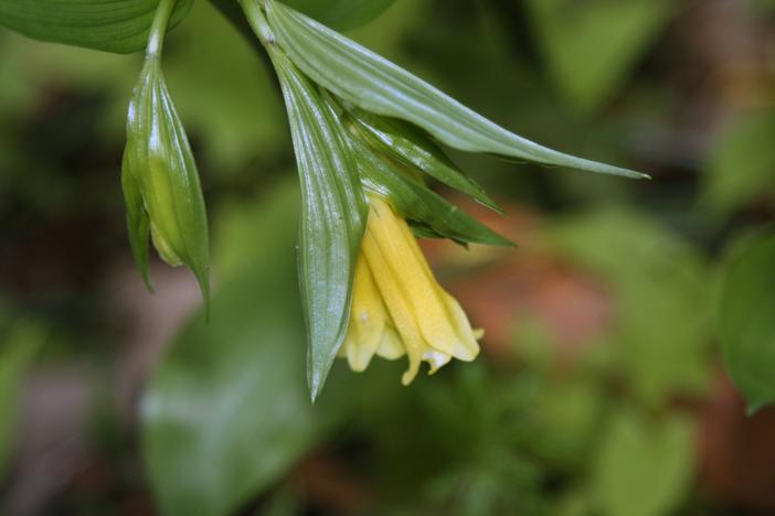 Disporum uniflorum image