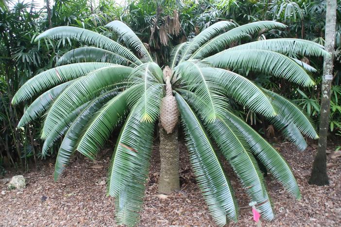 Dioon spinulosum image