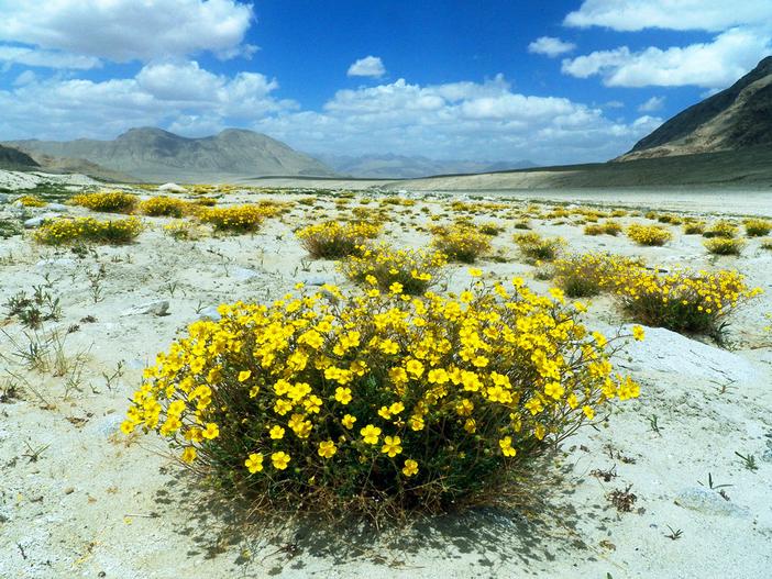 Potentilla virgata image